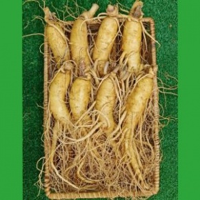 Sâm tươi Hàn Quốc 8 củ 1 kg – Sâm loại 1